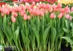 Tulipa Ninja (2)